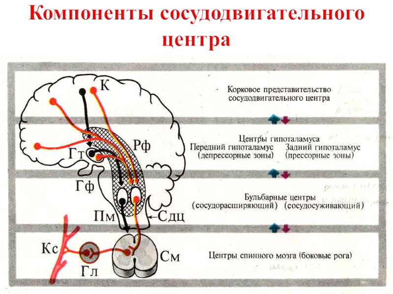 Компоненты сосудодвигательного центра